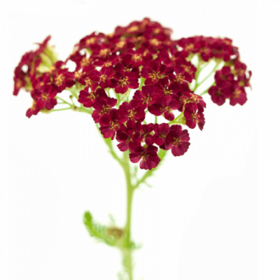 Řebříček MILLEFOLIUM DISCODIP RED