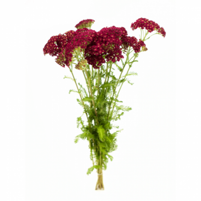 Řebříček MILLEFOLIUM DISCODIP RED