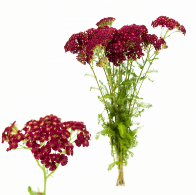 Řebříček MILLEFOLIUM DISCODIP RED