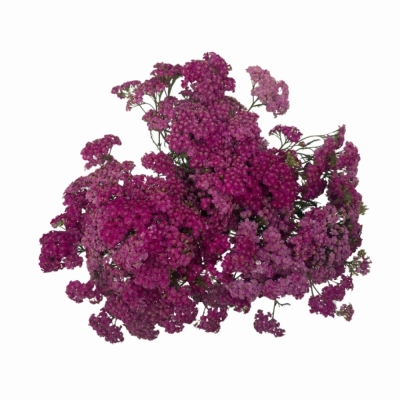 Řebříček MILLEFOLIUM LILAC DREAM