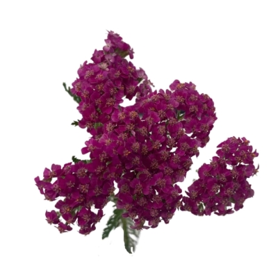 Řebříček MILLEFOLIUM LILAC DREAM