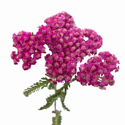 Řebříček MILLEFOLIUM LILAC DREAM