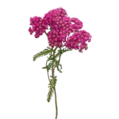 Řebříček MILLEFOLIUM LILAC DREAM