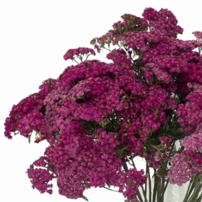 Řebříček MILLEFOLIUM LILAC DREAM