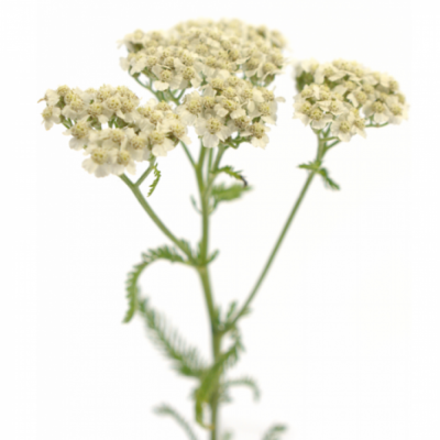 Řebříček MILLEFOLIUM MAGICAL WHITE FRANCISCO