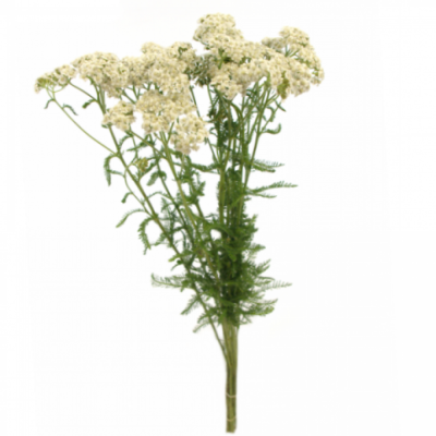 Řebříček MILLEFOLIUM MAGICAL WHITE FRANCISCO