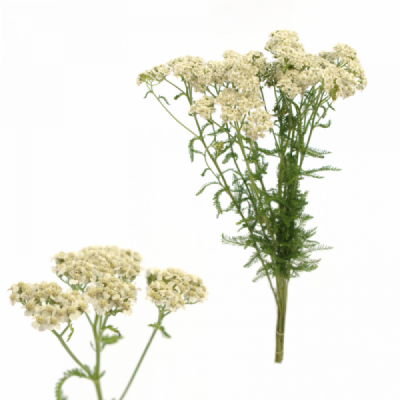 Řebříček MILLEFOLIUM MAGICAL WHITE FRANCISCO