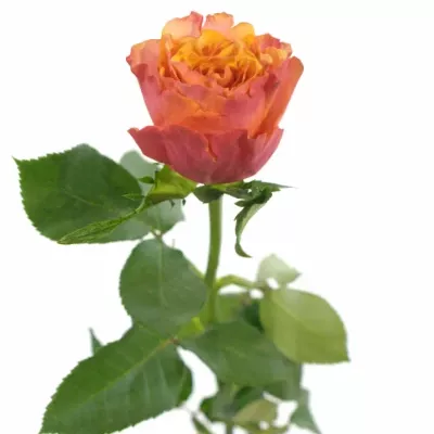 ROSA ALHAMBRA