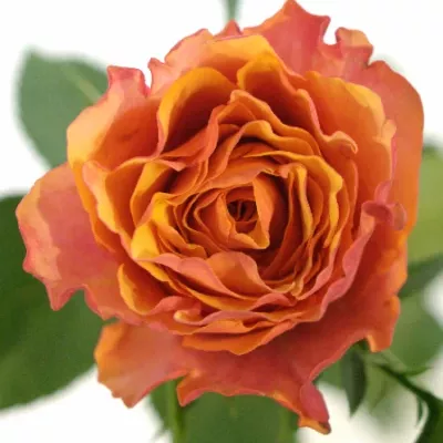 ROSA ALHAMBRA