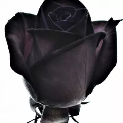 ROSA BLACK VENDELA 60cm - ČERNÁ RŮŽE (M)