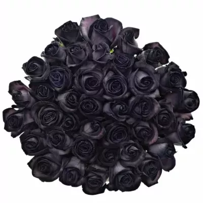 ROSA BLACK VENDELA 60cm - ČERNÁ RŮŽE (M)