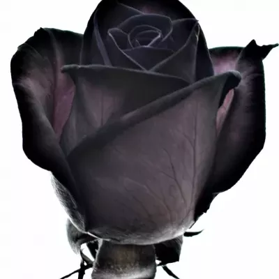 ROSA BLACK VENDELA 60cm - ČERNÁ RŮŽE (M)