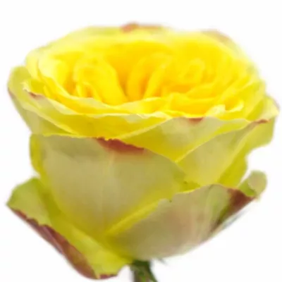 ROSA BRASIL@