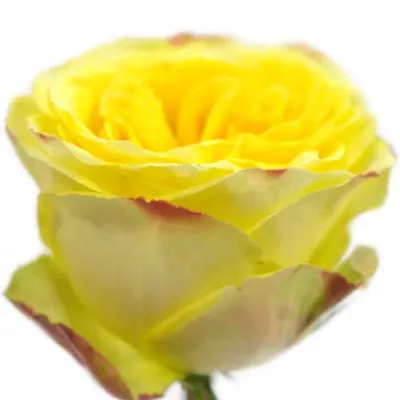 ROSA BRASIL@