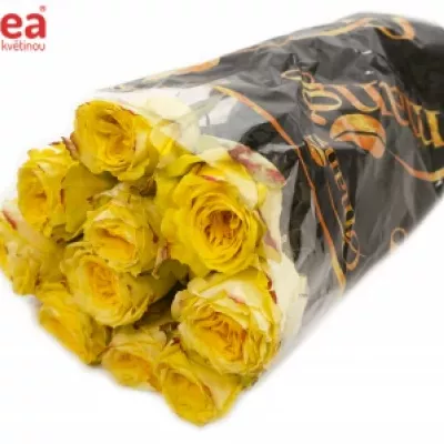 ROSA BRASIL@