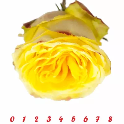 ROSA BRASIL@