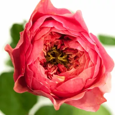 ROSA CERISE VUVUZELA