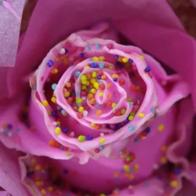 ROSA CUPCAKE CHOCOLATE DISCO PINK