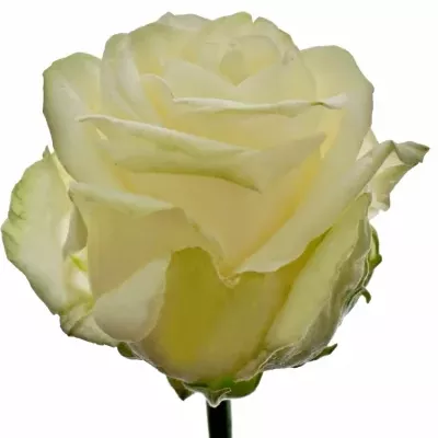 ROSA FOUR SEASONS+ 55cm (XL)