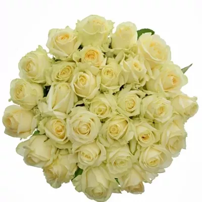 ROSA FOUR SEASONS+ 55cm (XL)