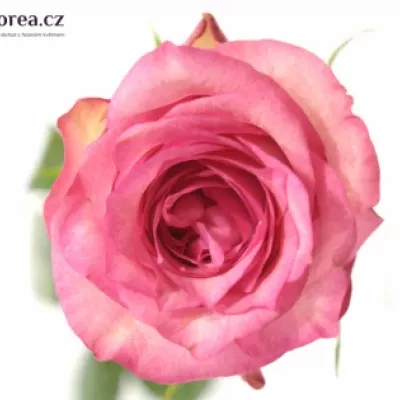 Růžová růže PINK SHADOW 50cm (XL)