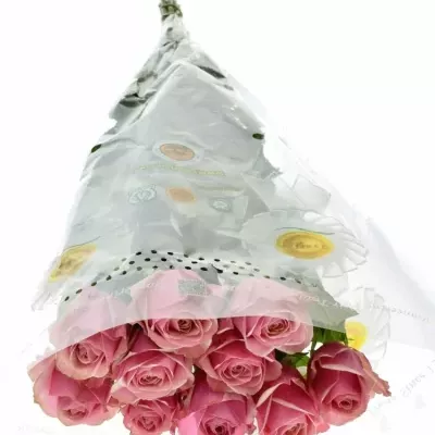 ROSA LADY EVE 60cm (XL)