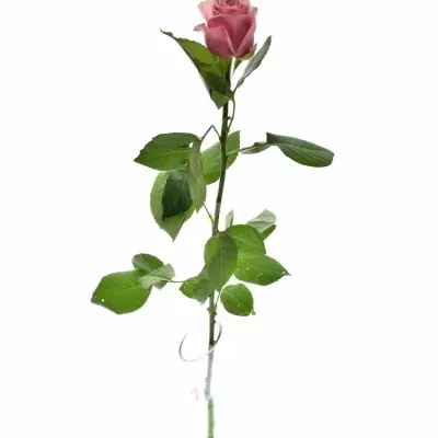 ROSA LADY EVE 60cm (XL)