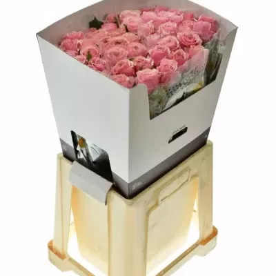 ROSA LADY EVE 60cm (XL)