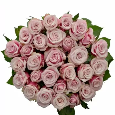 ROSA LADY RAPHAELA 60cm (XL)