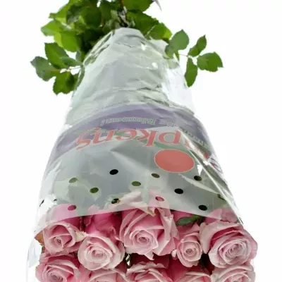 ROSA LADY RAPHAELA 60cm (XL)