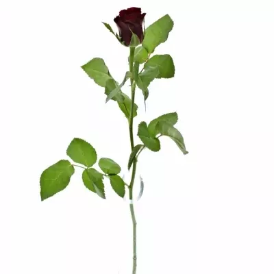 ROSA MERCI 40cm (S)