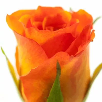 ROSA ORANGE ROMA 50cm