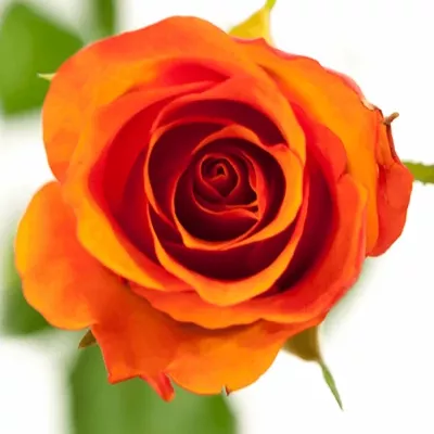 ROSA ORANGE ROMA 50cm