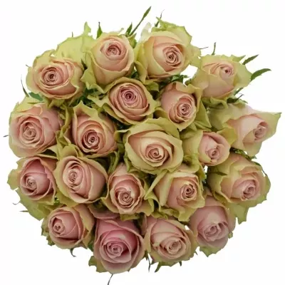 ROSA PINK ATHENA 50cm (L)