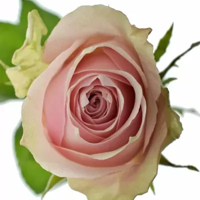 ROSA PINK ATHENA 50cm (L)