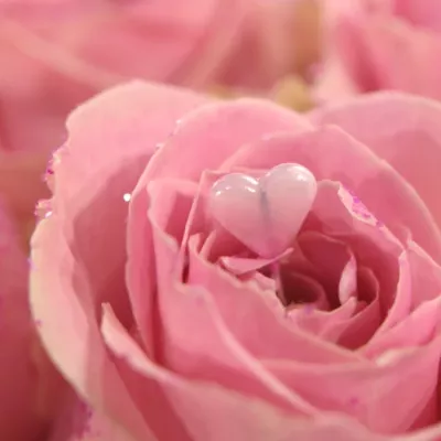 ROSA PINK DIAMOND PINK LOVE