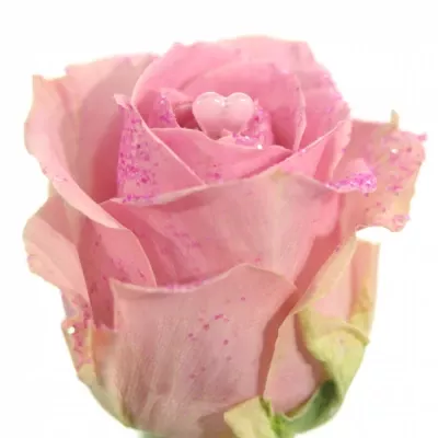 ROSA PINK DIAMOND PINK LOVE