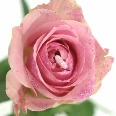 ROSA PINK DIAMOND PINK LOVE