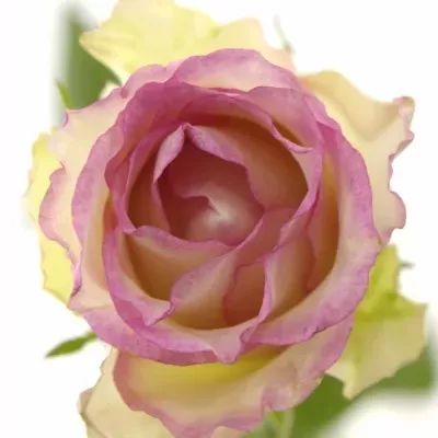 ROSA PINK ICE