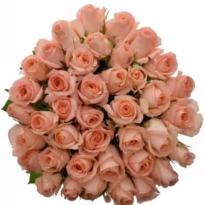 ROSA PINK PANASH 50cm (S)