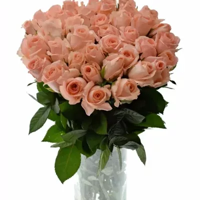 ROSA PINK PANASH 50cm (S)