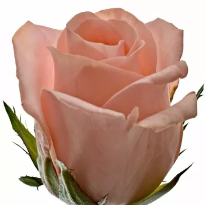 ROSA PINK PANASH 50cm (S)