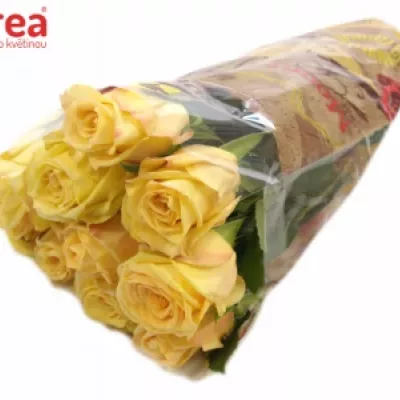 ROSA PROSECCO 50cm