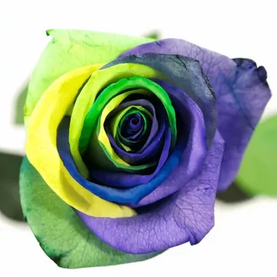 ROSA RAINBOW BRASIL 60cm (R 1205) (M)