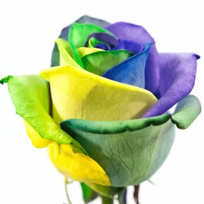 ROSA RAINBOW BRASIL 60cm (R 1205) (M)