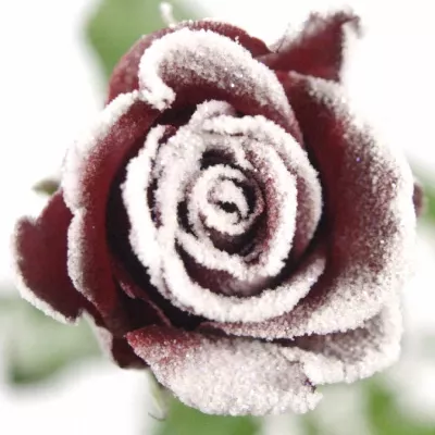 ROSA RED RIBBON FROST (NAMRZLÉ RŮŽE) 50cm