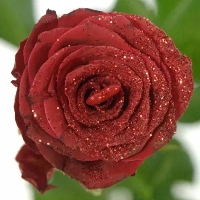 ROSA RHODOS GLITTER LOVE