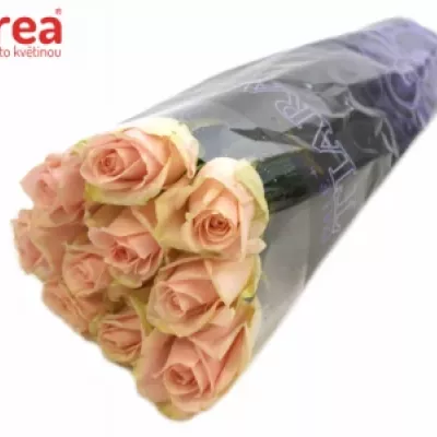 ROSA ROYAL PINK 50cm