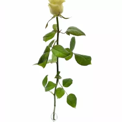 ROSA SAVITA+ 70cm