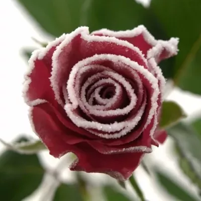 ROSA TACAZZI FROST